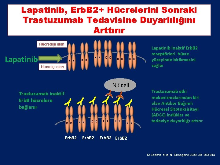 Lapatinib, Erb. B 2+ Hücrelerini Sonraki Trastuzumab Tedavisine Duyarlılığını Arttırır Hücredışı alan Lapatinib K Lapatinib, Erb. B 2+ Hücrelerini Sonraki Trastuzumab Tedavisine Duyarlılığını Arttırır Hücredışı alan Lapatinib K