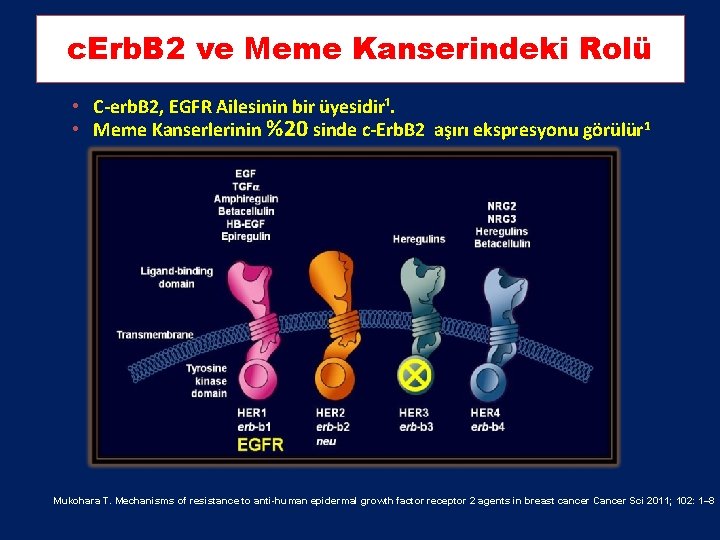 c. Erb. B 2 ve Meme Kanserindeki Rolü • C-erb. B 2, EGFR Ailesinin c. Erb. B 2 ve Meme Kanserindeki Rolü • C-erb. B 2, EGFR Ailesinin