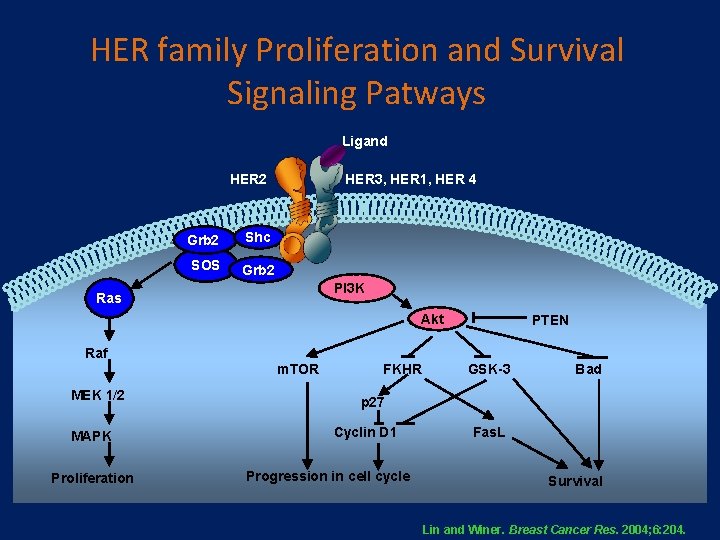 HER family Proliferation and Survival Signaling Patways Ligand HER 2 Grb 2 Shc SOS HER family Proliferation and Survival Signaling Patways Ligand HER 2 Grb 2 Shc SOS