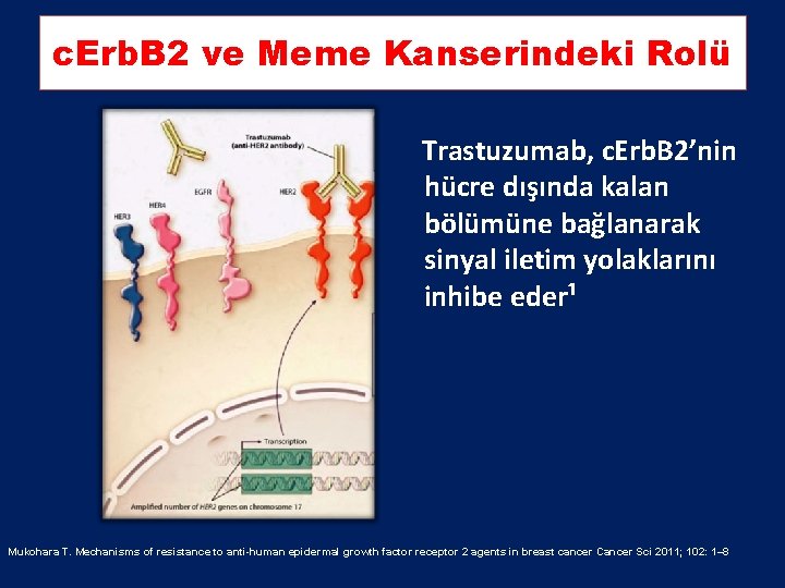 c. Erb. B 2 ve Meme Kanserindeki Rolü Trastuzumab, c. Erb. B 2’nin hücre c. Erb. B 2 ve Meme Kanserindeki Rolü Trastuzumab, c. Erb. B 2’nin hücre