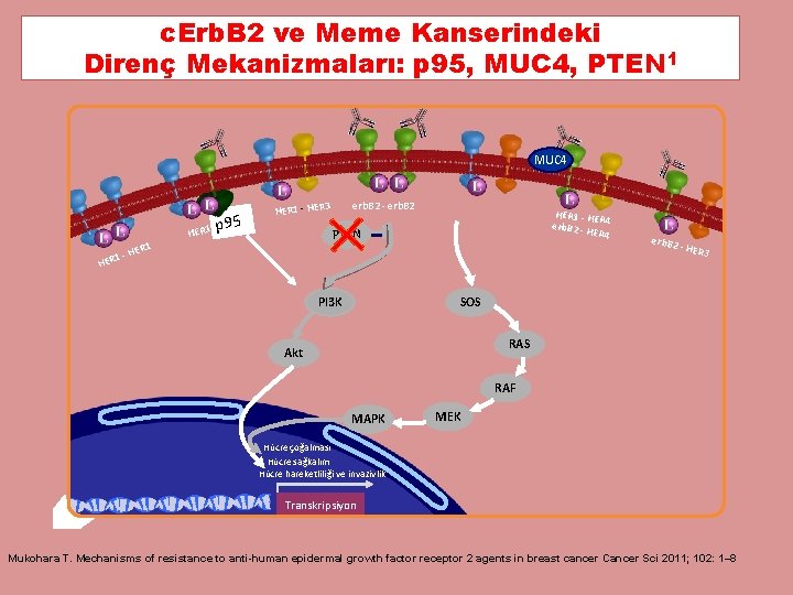 c. Erb. B 2 ve Meme Kanserindeki Direnç Mekanizmaları: p 95, MUC 4, PTEN c. Erb. B 2 ve Meme Kanserindeki Direnç Mekanizmaları: p 95, MUC 4, PTEN