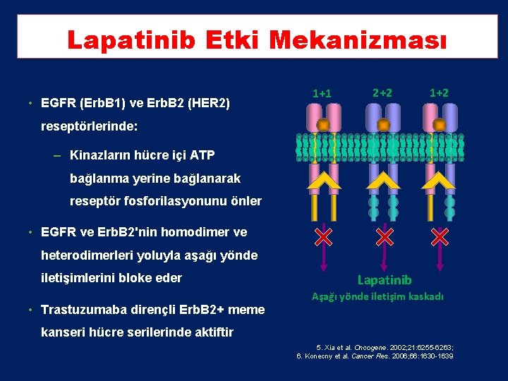 Lapatinib Etki Mekanizması • EGFR (Erb. B 1) ve Erb. B 2 (HER 2) Lapatinib Etki Mekanizması • EGFR (Erb. B 1) ve Erb. B 2 (HER 2)