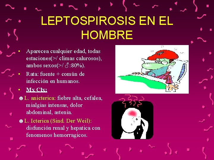 LEPTOSPIROSIS EN EL HOMBRE • Aparecea cualquier edad, todas estaciones(>/ climas calurosos), ambos sexos(>/