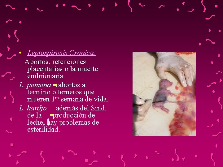  • Leptospirosis Cronica: Abortos, retenciones placentarias o la muerte embrionaria. L. pomona abortos