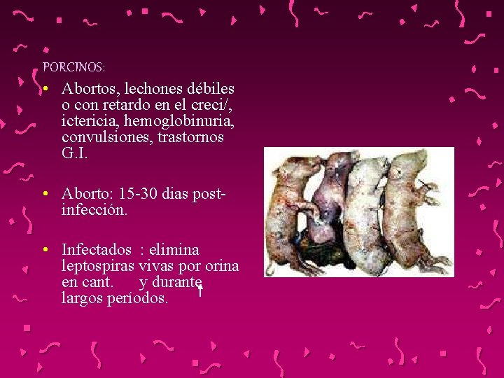 PORCINOS: • Abortos, lechones débiles o con retardo en el creci/, ictericia, hemoglobinuria, convulsiones,