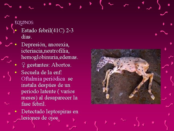 EQUINOS: • Estado febril(41 C) 2 -3 días. • Depresión, anorexia, icteriacia, neutrofilia, hemoglobinuria,