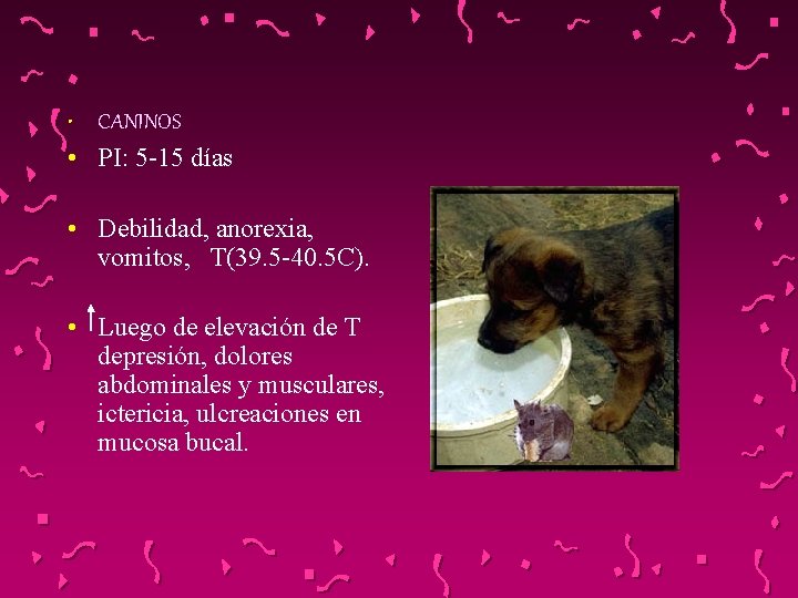  • CANINOS • PI: 5 -15 días • Debilidad, anorexia, vomitos, T(39. 5