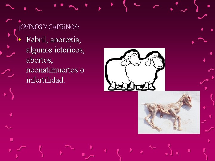 ¡OVINOS Y CAPRINOS: • Febril, anorexia, algunos ictericos, abortos, neonatimuertos o infertilidad. 