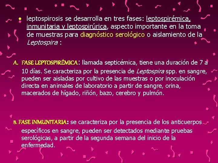  • leptospirosis se desarrolla en tres fases: leptospirémica, inmunitaria y leptospirúrica, aspecto importante