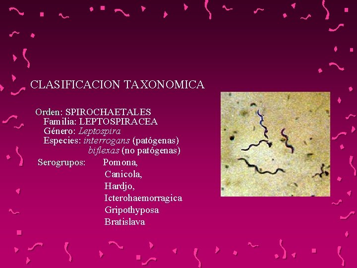 CLASIFICACION TAXONOMICA Orden: SPIROCHAETALES Familia: LEPTOSPIRACEA Género: Leptospira Especies: interrogans (patógenas) biflexas (no patógenas)