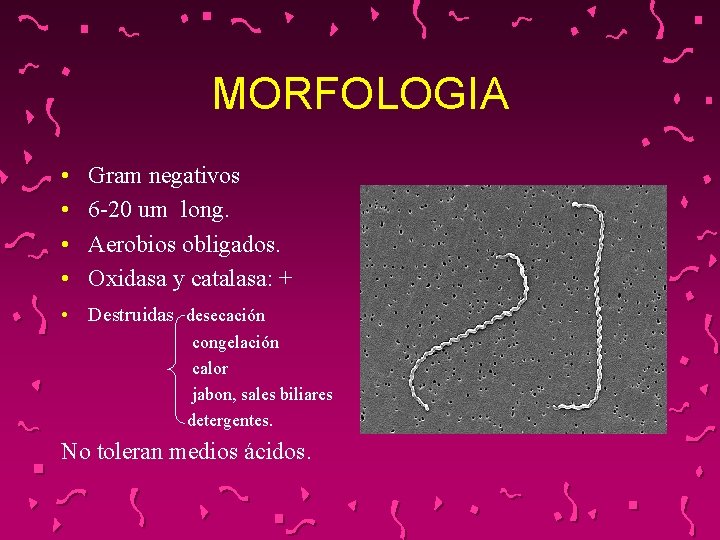 MORFOLOGIA • • Gram negativos 6 -20 um long. Aerobios obligados. Oxidasa y catalasa: