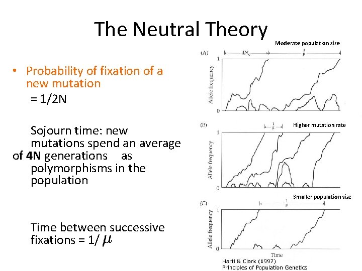 The Neutral Theory Moderate population size • Probability of fixation of a new mutation The Neutral Theory Moderate population size • Probability of fixation of a new mutation