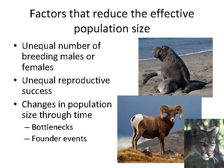 Factors that reduce the effective population size • Unequal number of breeding males or Factors that reduce the effective population size • Unequal number of breeding males or