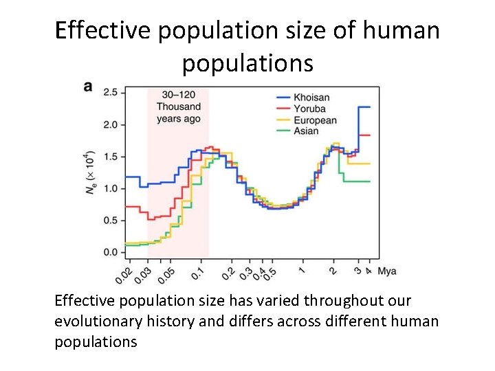 Effective population size of human populations Effective population size has varied throughout our evolutionary Effective population size of human populations Effective population size has varied throughout our evolutionary