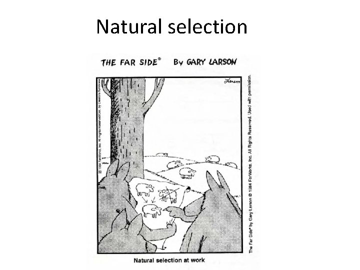 Natural selection Natural selection