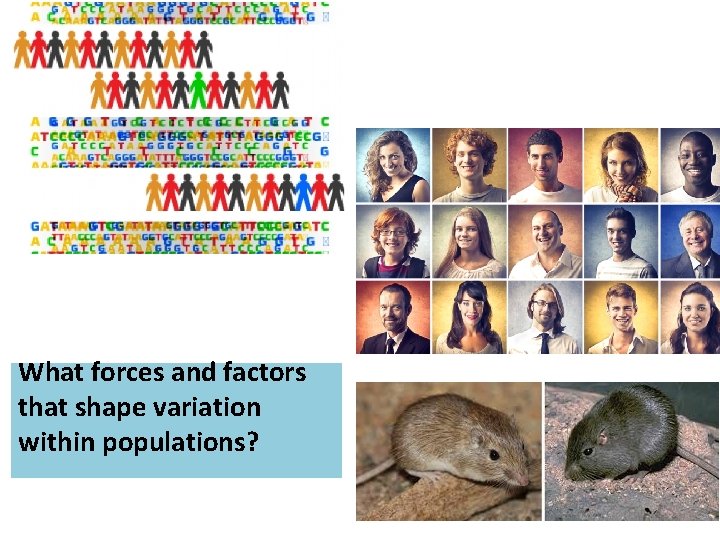 What forces and factors that shape variation within populations? What forces and factors that shape variation within populations?