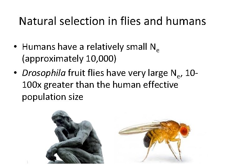 Natural selection in flies and humans • Humans have a relatively small Ne (approximately Natural selection in flies and humans • Humans have a relatively small Ne (approximately