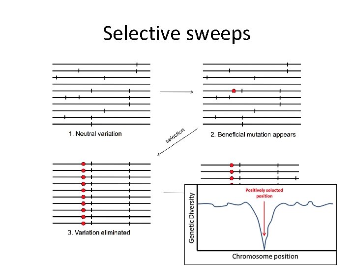 Selective sweeps Selective sweeps