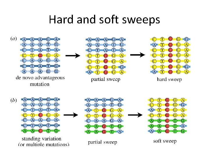 Hard and soft sweeps Hard and soft sweeps