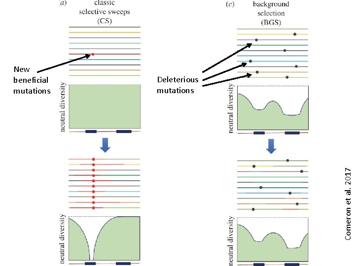 Deleterious mutations Comeron et al. 2017 New beneficial mutations Deleterious mutations Comeron et al. 2017 New beneficial mutations