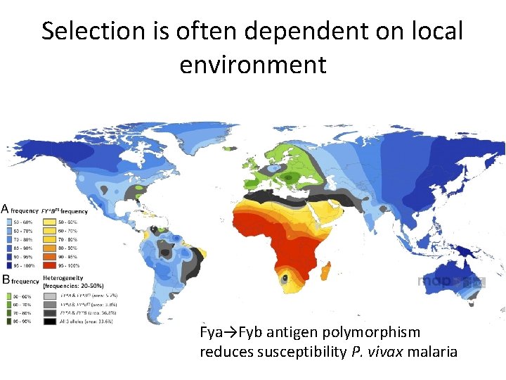 Selection is often dependent on local environment Fya→Fyb antigen polymorphism reduces susceptibility P. vivax Selection is often dependent on local environment Fya→Fyb antigen polymorphism reduces susceptibility P. vivax