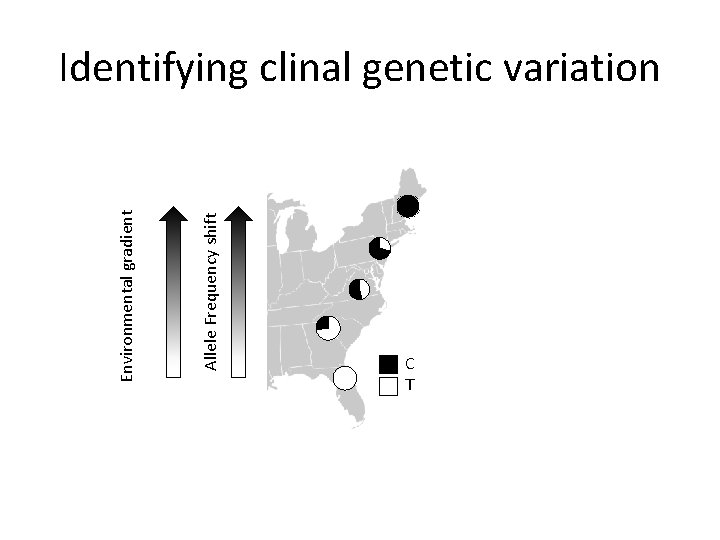 Allele Frequency shift Environmental gradient Identifying clinal genetic variation C T Allele Frequency shift Environmental gradient Identifying clinal genetic variation C T