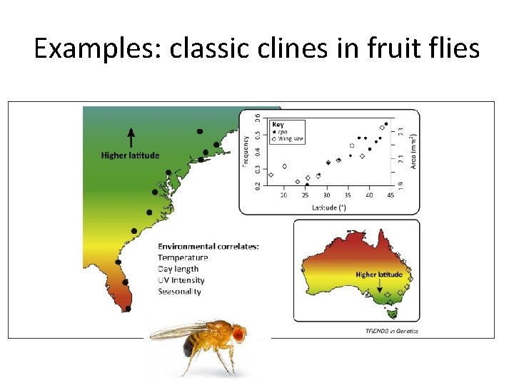 Examples: classic clines in fruit flies Examples: classic clines in fruit flies