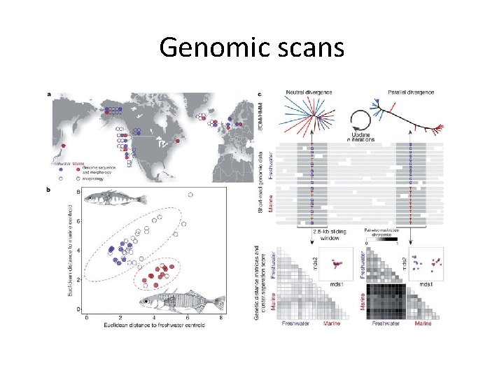 Genomic scans Genomic scans