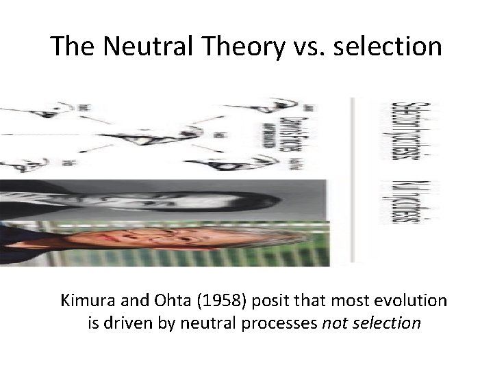 The Neutral Theory vs. selection Kimura and Ohta (1958) posit that most evolution is The Neutral Theory vs. selection Kimura and Ohta (1958) posit that most evolution is