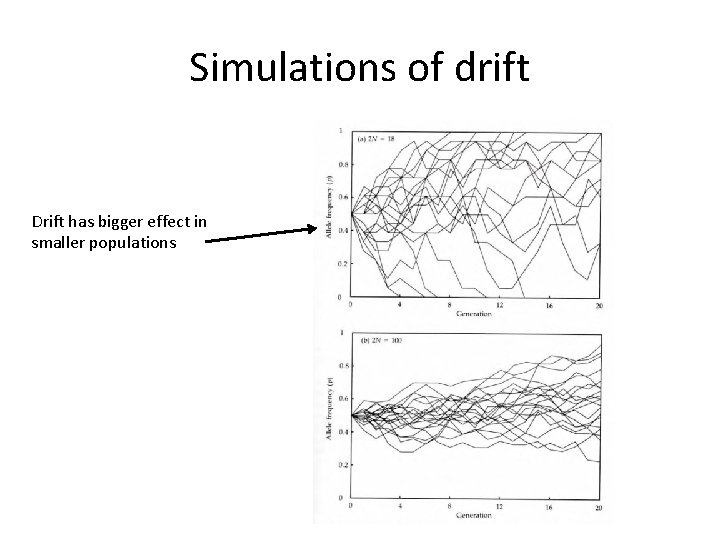 Simulations of drift Drift has bigger effect in smaller populations Simulations of drift Drift has bigger effect in smaller populations