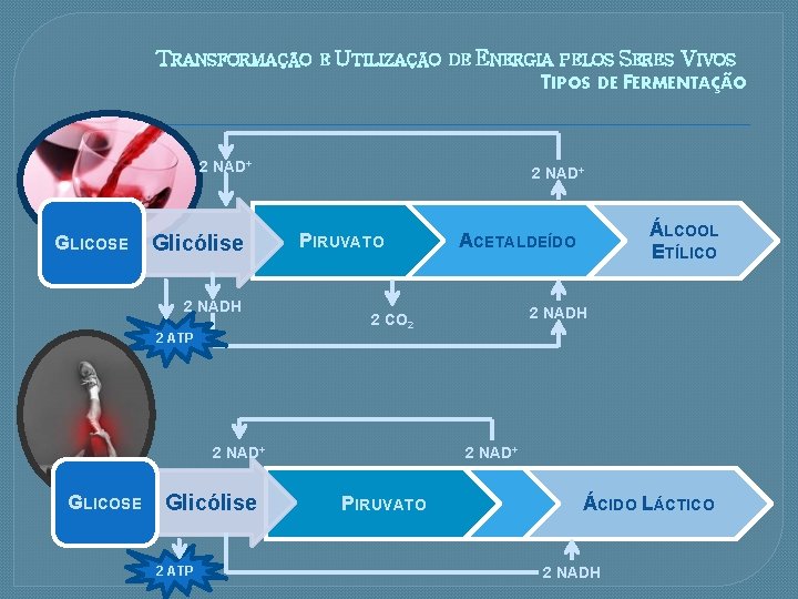 TRANSFORMAÇÃO E UTILIZAÇÃO DE ENERGIA PELOS SERES VIVOS TIPOS DE FERMENTAÇÃO 2 NAD+ GLICOSE