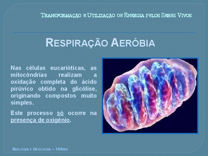 TRANSFORMAÇÃO E UTILIZAÇÃO DE ENERGIA PELOS SERES RESPIRAÇÃO AERÓBIA Nas células eucarióticas, as mitocôndrias