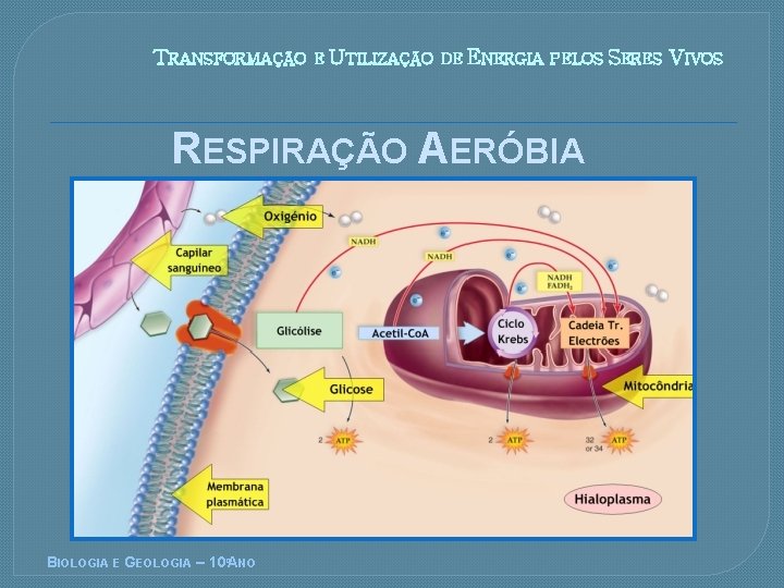 TRANSFORMAÇÃO E UTILIZAÇÃO DE ENERGIA PELOS SERES RESPIRAÇÃO AERÓBIA BIOLOGIA E GEOLOGIA – 10ºANO