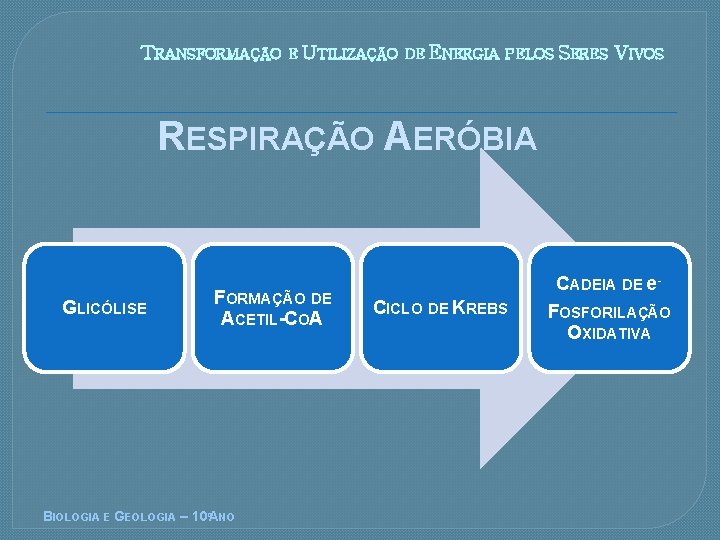 TRANSFORMAO E UTILIZAO DE ENERGIA PELOS SERES VIVOS