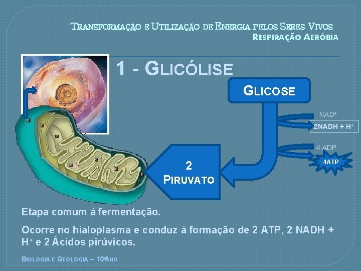 TRANSFORMAÇÃO E UTILIZAÇÃO DE ENERGIA PELOS SERES VIVOS RESPIRAÇÃO AERÓBIA 1 - GLICÓLISE GLICOSE