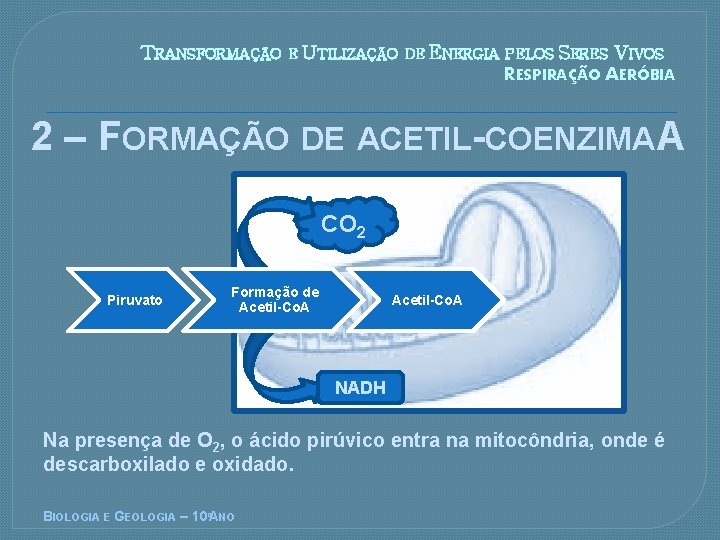TRANSFORMAÇÃO E UTILIZAÇÃO DE ENERGIA PELOS SERES VIVOS RESPIRAÇÃO AERÓBIA 2 – FORMAÇÃO DE