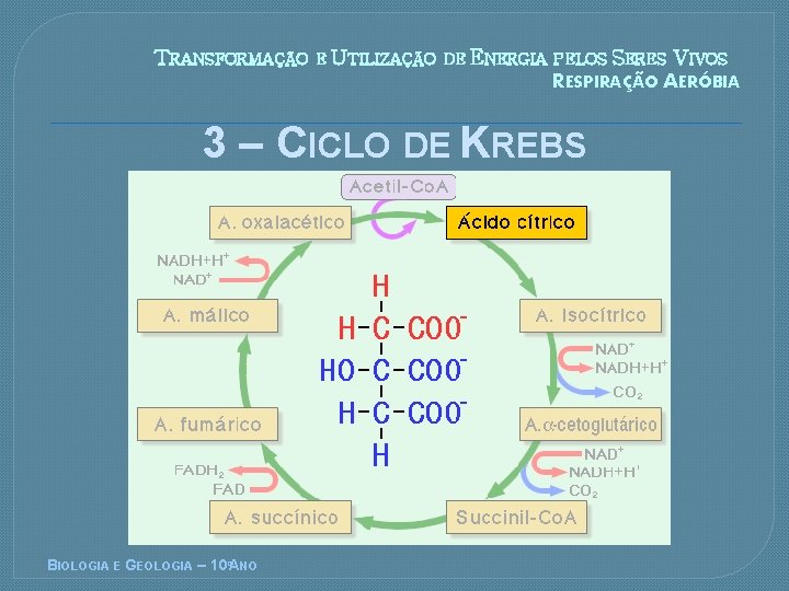 TRANSFORMAÇÃO E UTILIZAÇÃO DE ENERGIA PELOS SERES VIVOS RESPIRAÇÃO AERÓBIA 3 – CICLO DE
