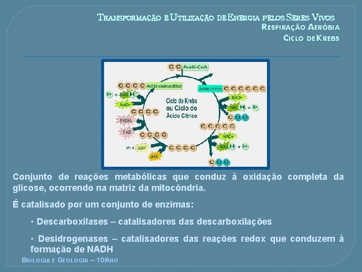 TRANSFORMAÇÃO E UTILIZAÇÃO DE ENERGIA PELOS SERES VIVOS RESPIRAÇÃO AERÓBIA CICLO DE KREBS Conjunto