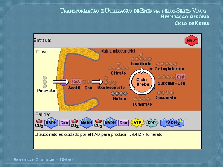TRANSFORMAÇÃO BIOLOGIA E GEOLOGIA – 10ºANO E UTILIZAÇÃO DE ENERGIA PELOS SERES VIVOS RESPIRAÇÃO