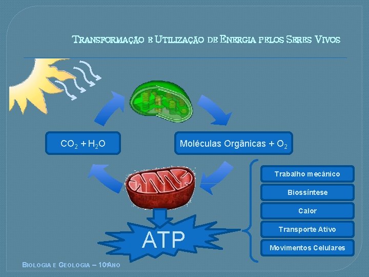 TRANSFORMAÇÃO E UTILIZAÇÃO CO 2 + H 2 O DE ENERGIA PELOS SERES VIVOS