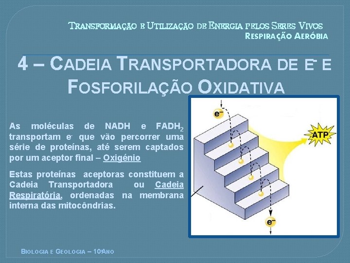 TRANSFORMAÇÃO E UTILIZAÇÃO DE ENERGIA PELOS SERES VIVOS RESPIRAÇÃO AERÓBIA 4 – CADEIA TRANSPORTADORA