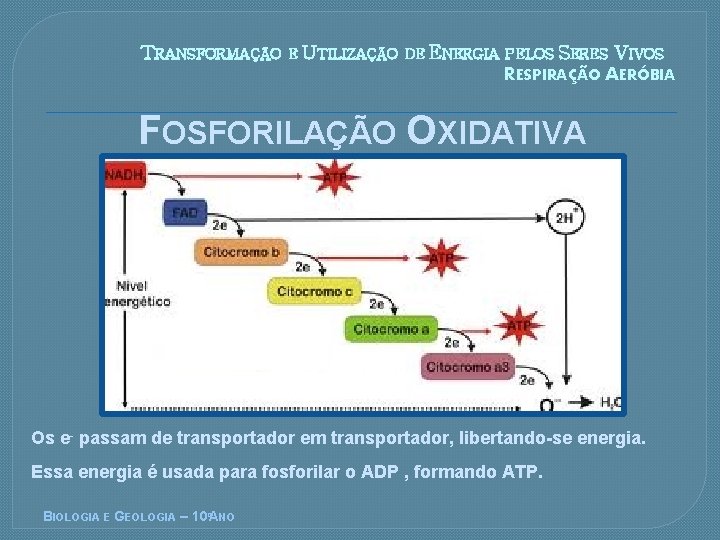 TRANSFORMAÇÃO E UTILIZAÇÃO DE ENERGIA PELOS SERES VIVOS RESPIRAÇÃO AERÓBIA FOSFORILAÇÃO OXIDATIVA Os e-