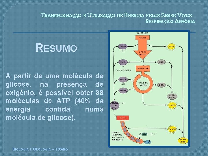 TRANSFORMAÇÃO E UTILIZAÇÃO RESUMO A partir de uma molécula de glicose, na presença de