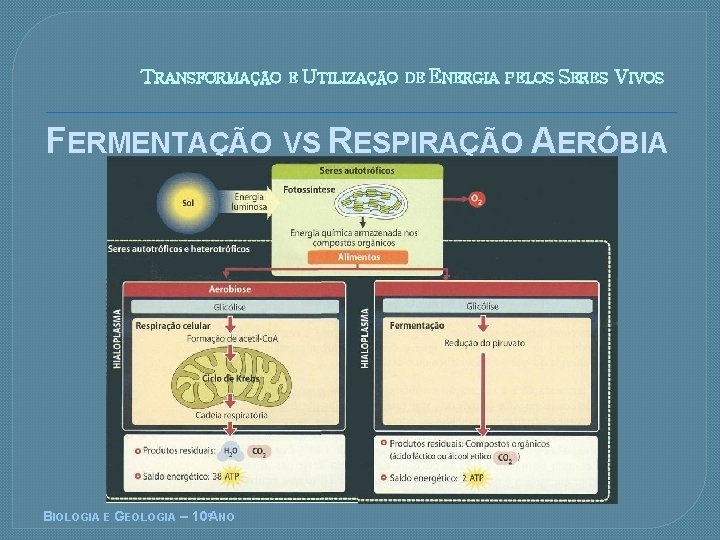 TRANSFORMAO E UTILIZAO DE ENERGIA PELOS SERES VIVOS