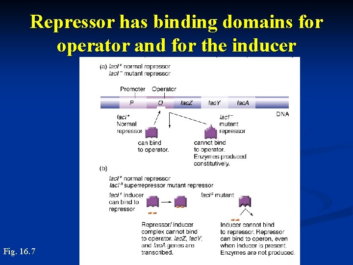 Repressor has binding domains for operator and for the inducer Fig. 16. 7 