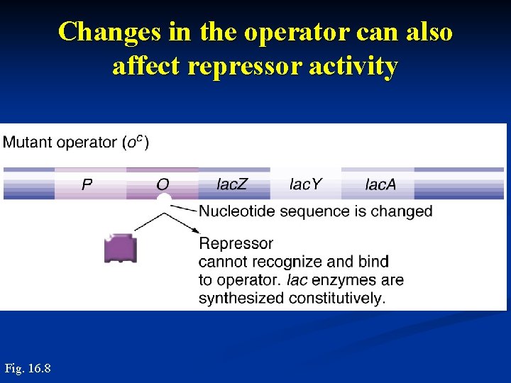 Changes in the operator can also affect repressor activity Fig. 16. 8 