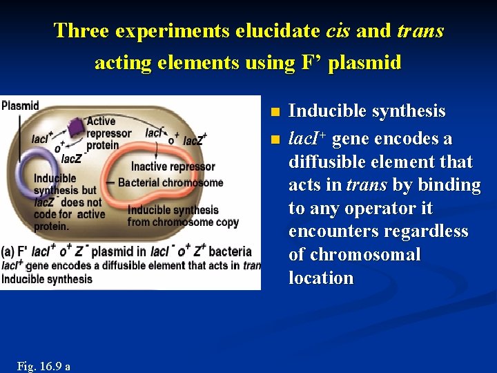 Three experiments elucidate cis and trans acting elements using F’ plasmid n n Insert