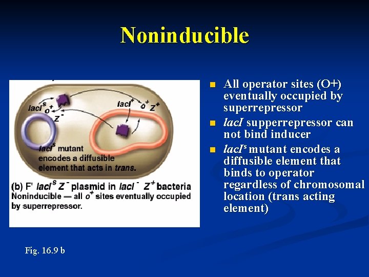 Noninducible n Insert Figure 16. 9 b here n n Fig. 16. 9 b