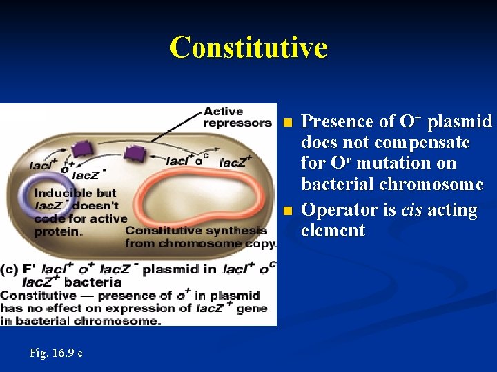 Constitutive n Insert Figure 16. 9 c here n Fig. 16. 9 c Presence