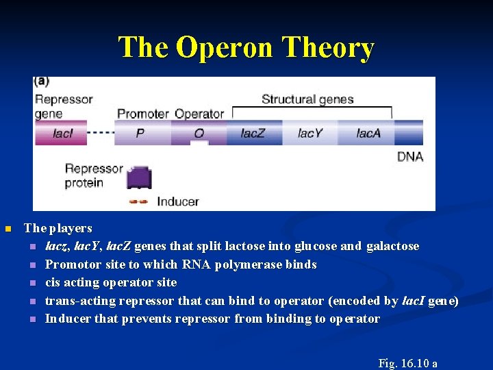 The Operon Theory n The players n lacz, lac. Y, lac. Z genes that